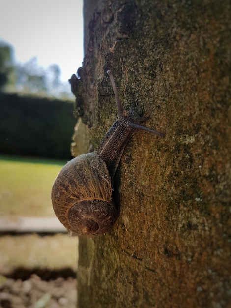 Foto close-up de um caracol na árvore