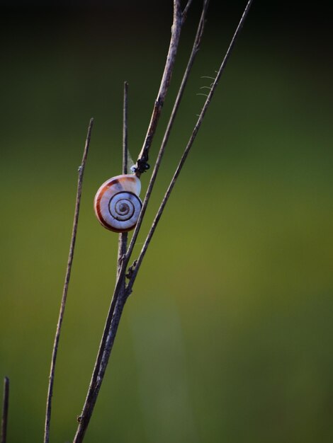 Foto close-up de um caracol na grama