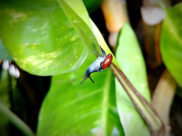 Foto close-up de um caracol na planta