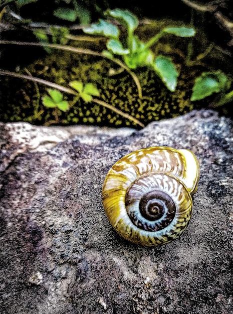 Foto close-up de um caracol na planta