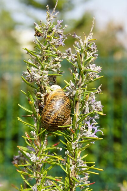 Foto close-up de um caracol na planta