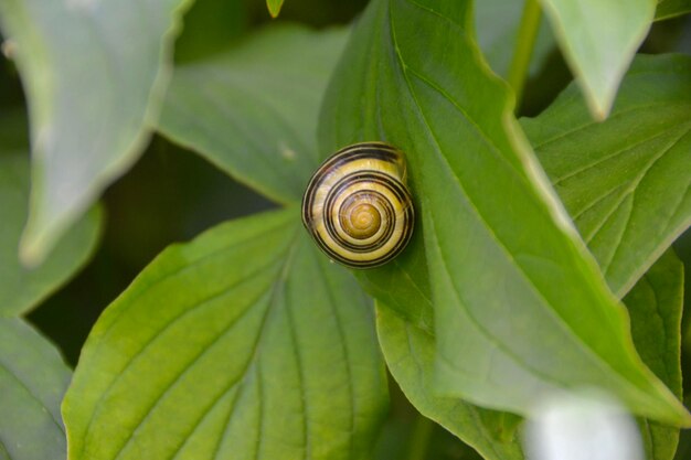 Foto close-up de um caracol na planta