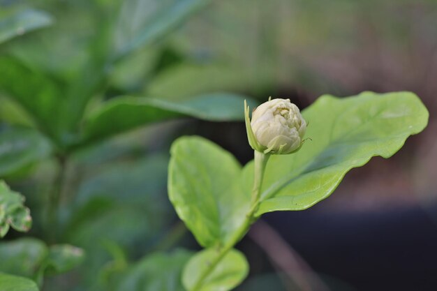 Foto close-up de um caracol na planta