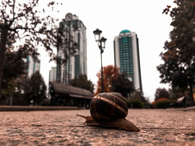 Foto close-up de um caracol na rua contra o edifício