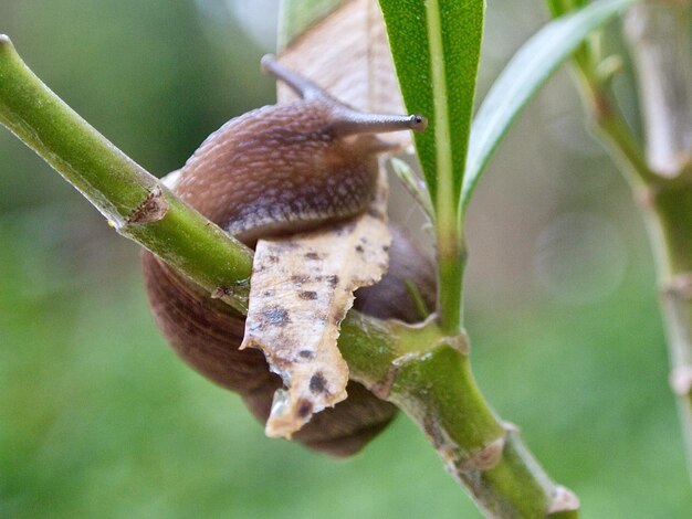 Foto close-up de um caracol no caule da planta