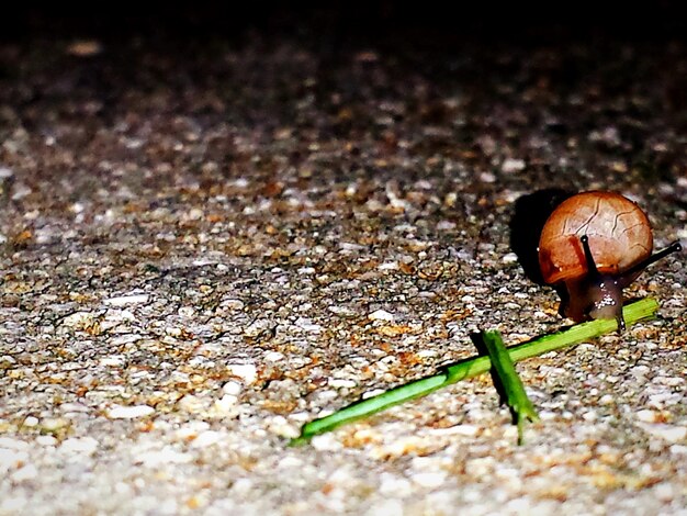 Foto close-up de um caracol no chão