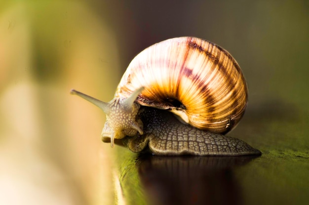 Close-up de um caracol no chão