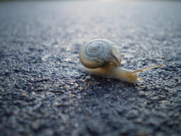 Close-up de um caracol no chão