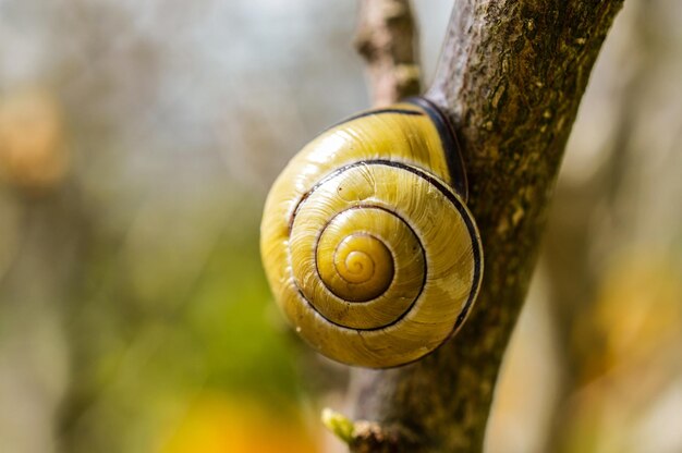 Foto close-up de um caracol