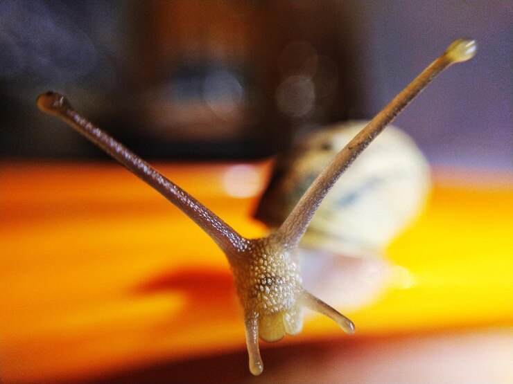 Foto close-up de um caracol
