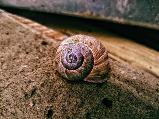 Close-up de um caracol