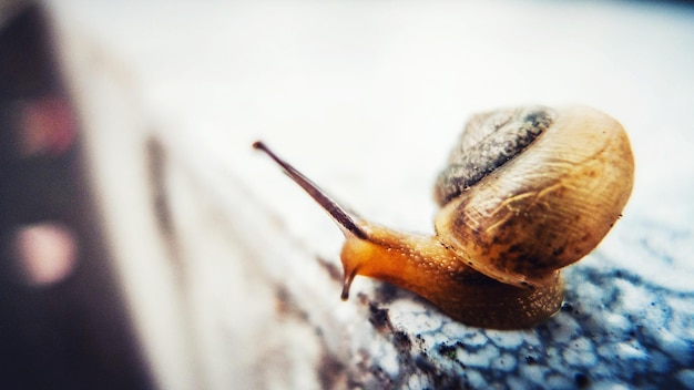 Foto close-up de um caracol