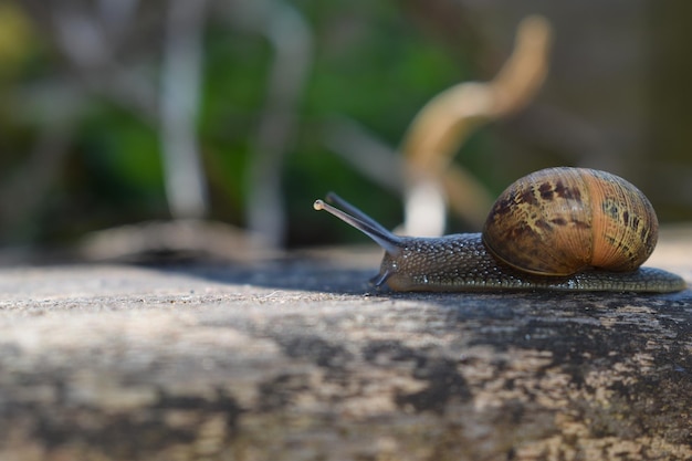 Close-up de um caracol