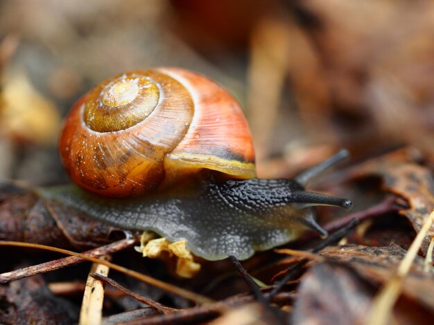 Close-up de um caracol