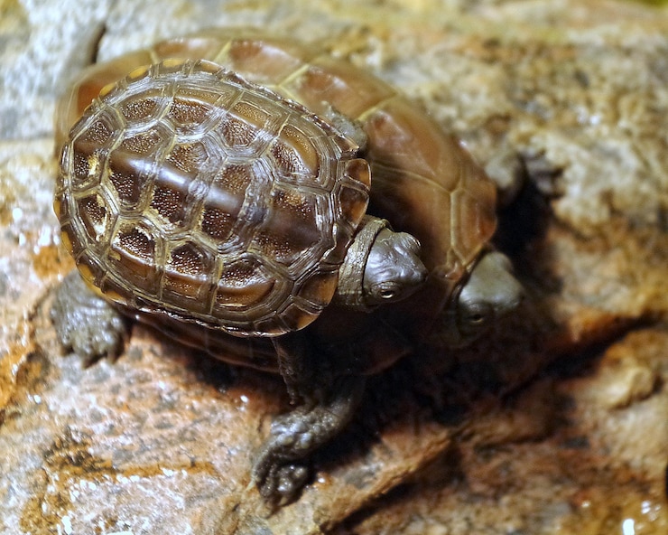 Foto close-up de um caracol