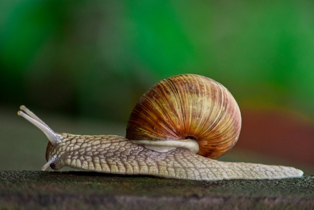 Close-up de um caracol