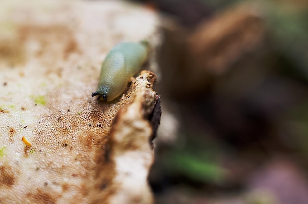 Foto close-up de um caracol