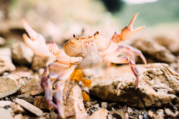 Foto close-up de um caranguejo em terra