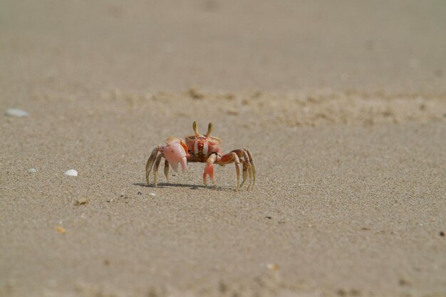 Foto close-up de um caranguejo na areia da praia