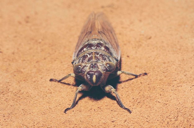 Foto close-up de um caranguejo na areia