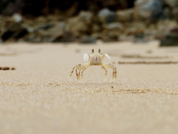 Foto close-up de um caranguejo na areia