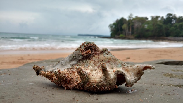 Foto close-up de um caranguejo na praia contra o céu