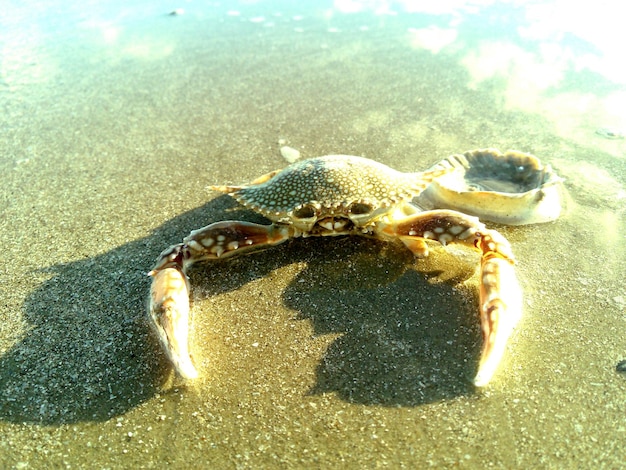 Foto close-up de um caranguejo na praia
