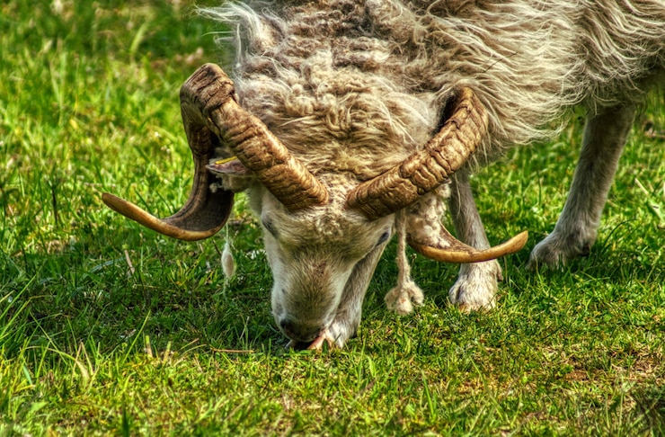 Foto close-up de um carneiro pastando no campo