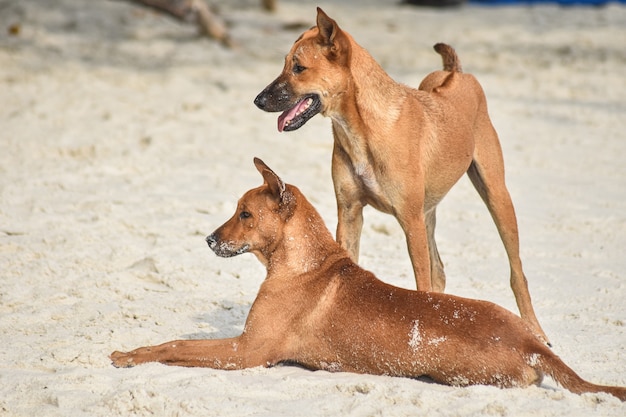Close-up de um casal cachorro brincando na praia