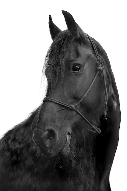 Foto close-up de um cavalo contra o céu claro