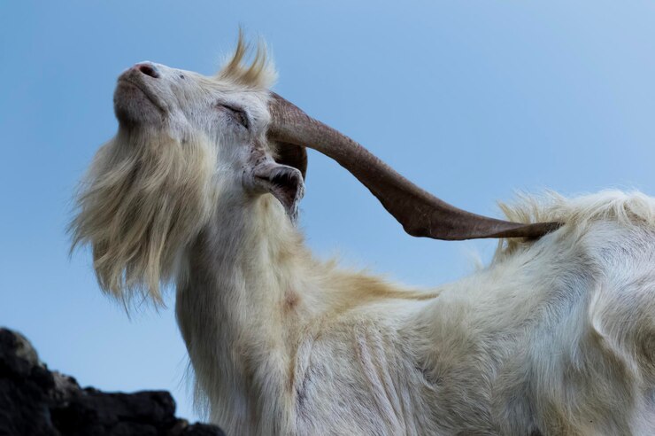Foto close-up de um cavalo contra o céu