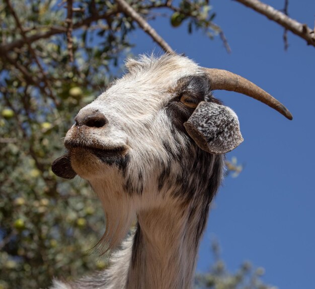 Foto close-up de um cavalo contra o céu