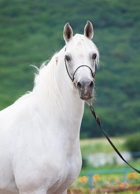 Foto close-up de um cavalo de pé em uma árvore