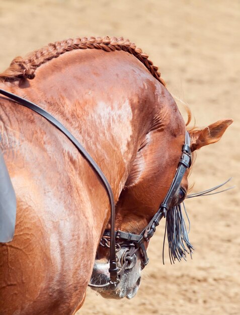 Foto close-up de um cavalo de pé na areia