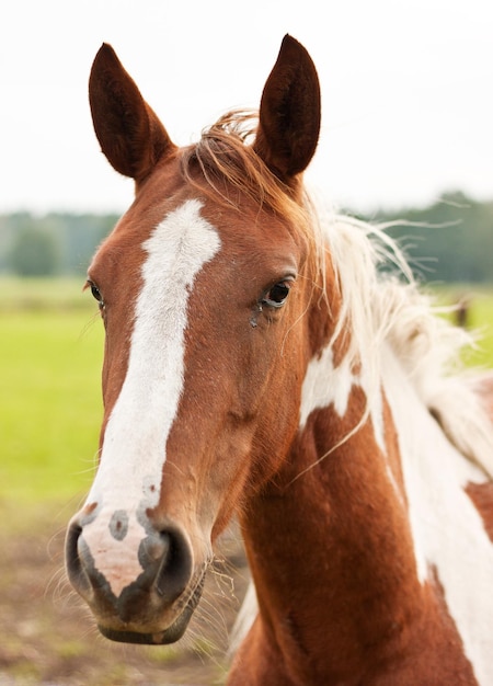 Foto close-up de um cavalo de pé no campo