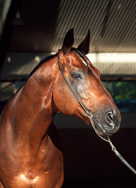 Foto close-up de um cavalo de pé no estábulo