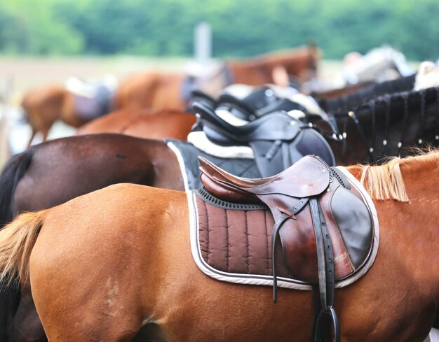 Foto close-up de um cavalo em um rancho