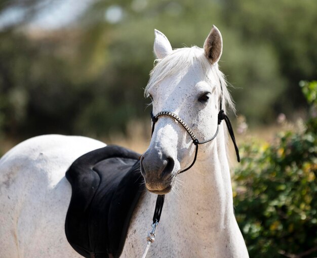 Close-up de um cavalo em um rancho