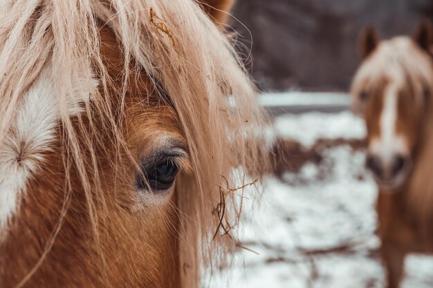 Close-up de um cavalo em um rancho