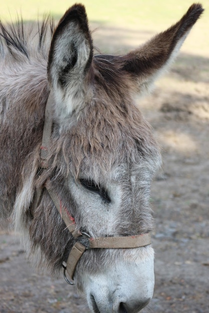 Close-up de um cavalo no campo