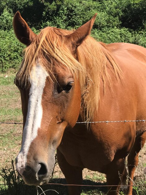 Close-up de um cavalo no campo