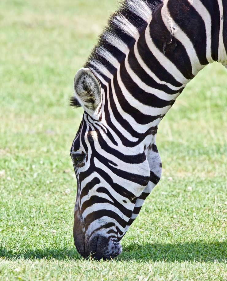 Foto close-up de um cavalo no campo