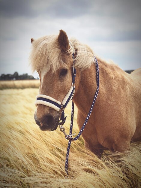 Foto close-up de um cavalo no campo