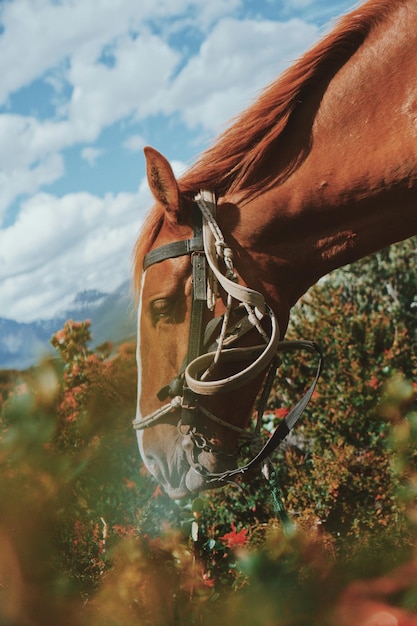 Foto close-up de um cavalo no campo