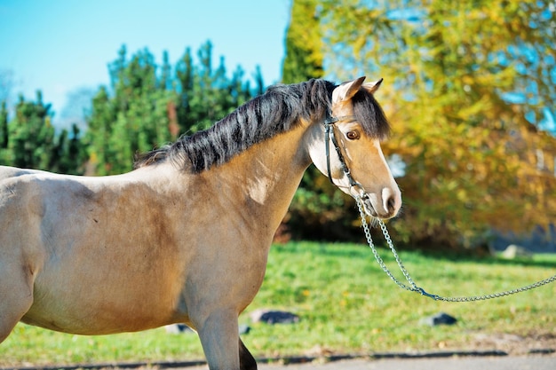 Foto close-up de um cavalo no campo