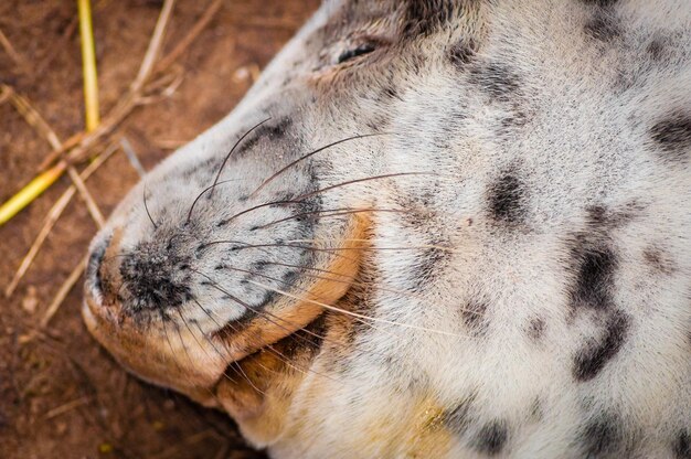 Close-up de um cavalo no campo