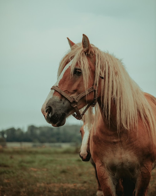 Close-up de um cavalo no campo
