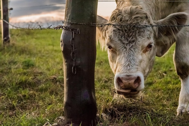 Foto close-up de um cavalo no campo