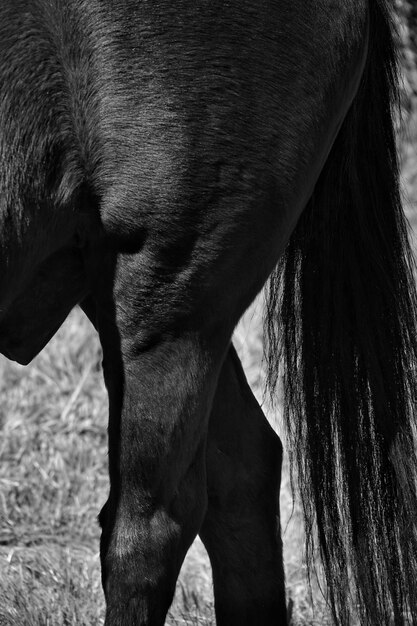 Close-up de um cavalo no campo