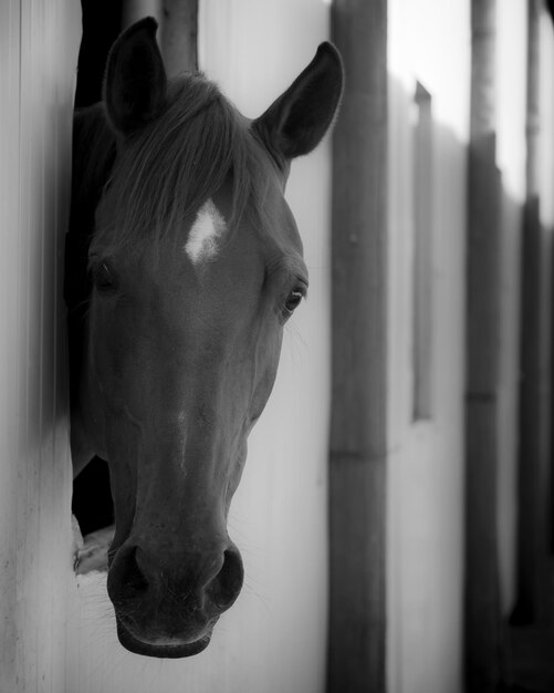 Foto close-up de um cavalo no estábulo